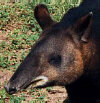 Mountain tapir