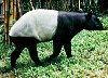 Asian tapir