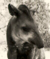 Tapir in dog-sit position
