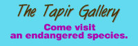 Come visit the Tapir Gallery!