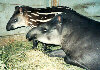 Lowland tapir