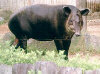 Baird's tapir